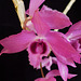 Dendrobium Linda Leong