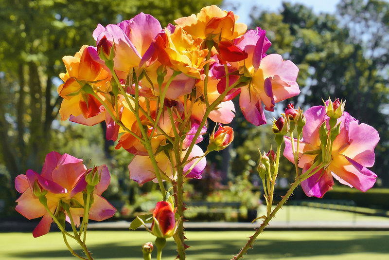 A Rose of Any Other Colour – Stanley Park, Vancouver, British Columbia