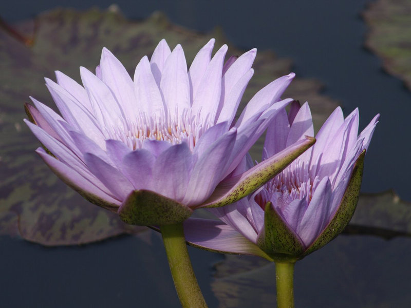 Tropical Waterlilies