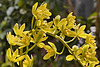 A Chorus Line of Orchids – United States Botanic Garden, Washington, D.C.