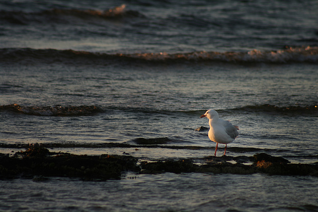 Brighton Beach, Melbourne