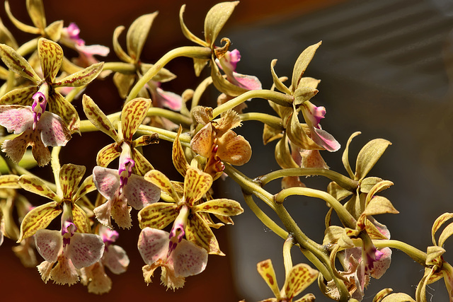 Big Pinky – United States Botanic Garden, Washington, D.C.