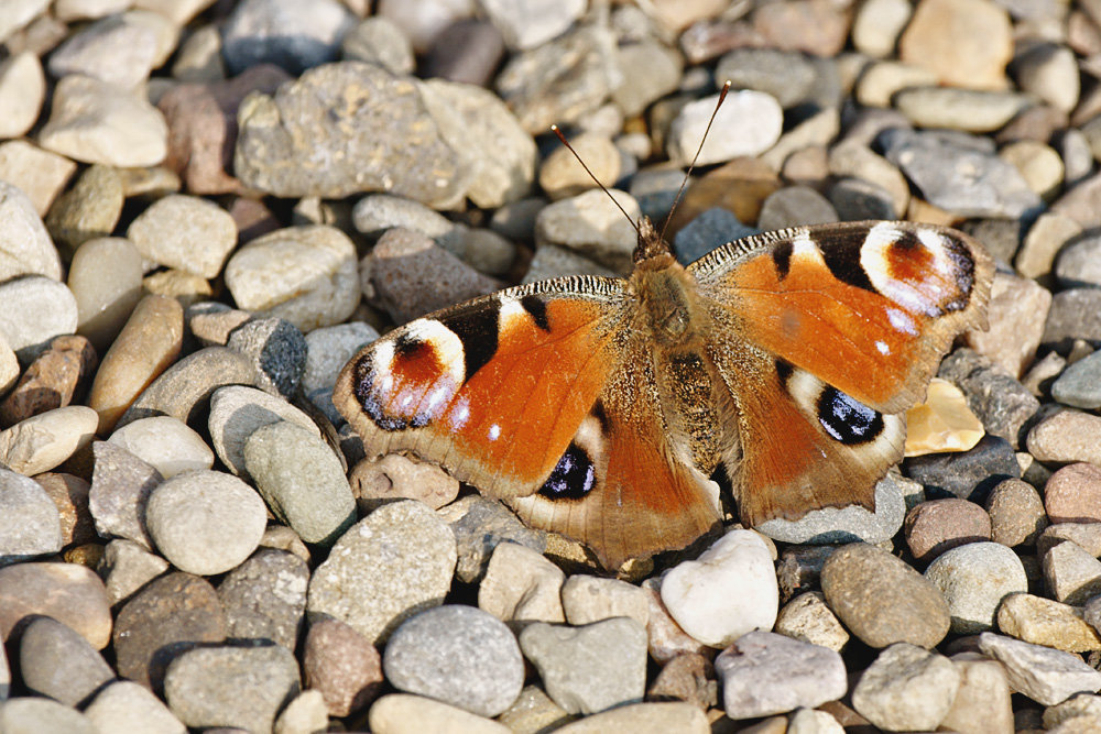 Peacock Butterfly