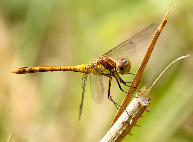 Common Darter