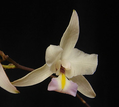 Laelia albida