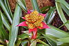 Guzmania "Limones" – United States Botanic Garden, Washington, D.C.