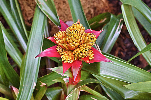 Guzmania "Limones" – United States Botanic Garden, Washington, D.C.