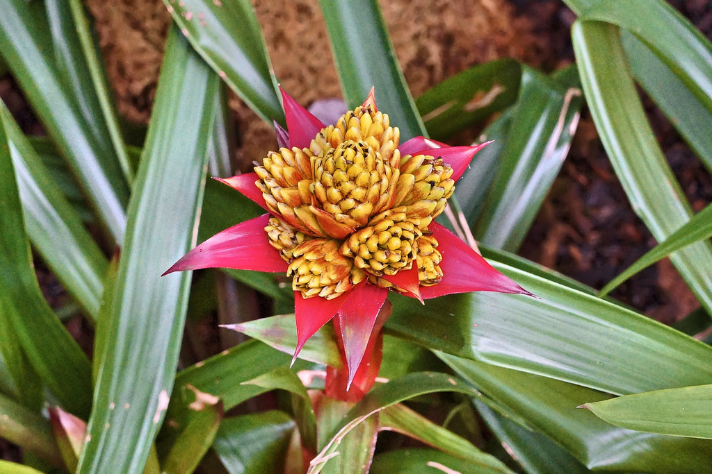 Guzmania "Limones" – United States Botanic Garden, Washington, D.C.