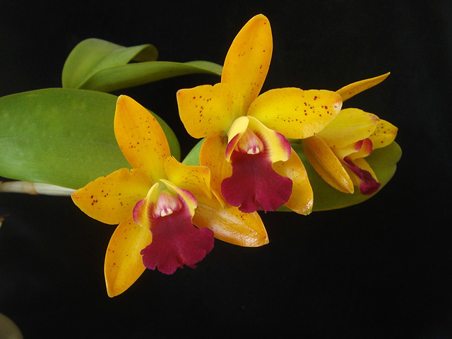 Cattleya hybrid