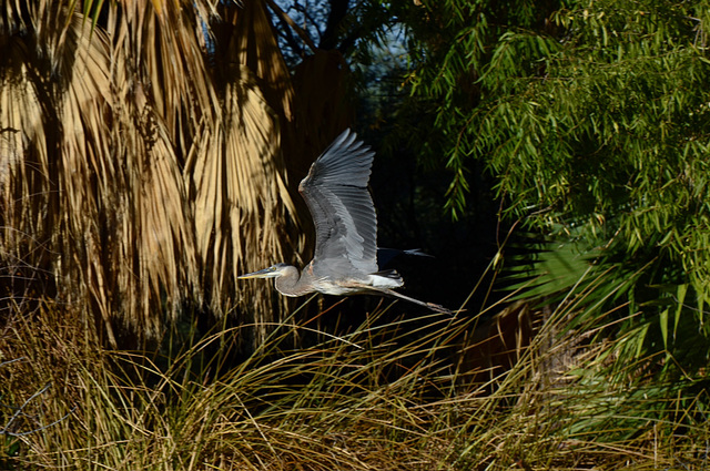 Great Blue Heron