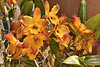Orange Orchids – United States Botanic Garden, Washington, D.C.