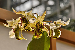 Dendrobium "Spider Lily" – United States Botanic Garden, Washington, D.C.