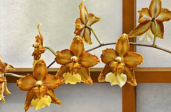 Oncidium Hilda Plumtree "Purple Wings" – United States Botanic Garden, Washington, D.C.