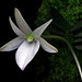 Angraecum breve