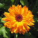 Ringelblume (Calendula officinalis)