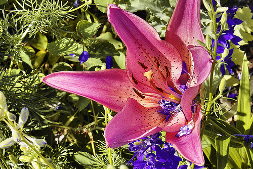 Cohabitation – National Arboretum, Washington DC