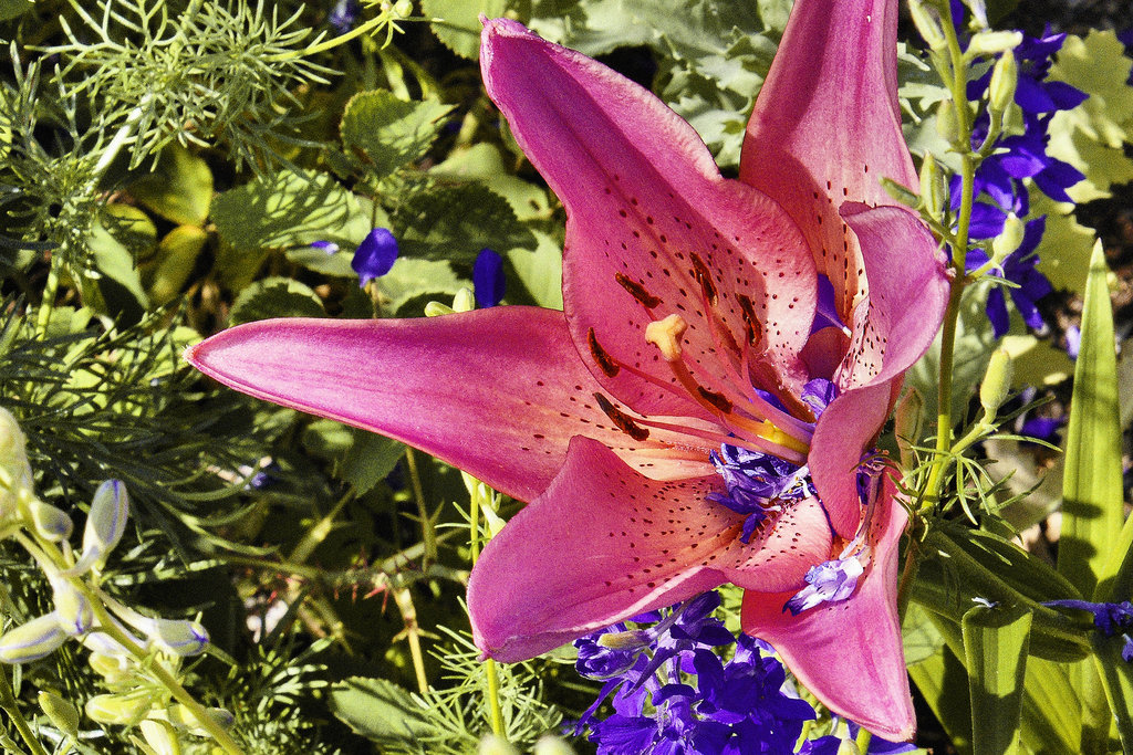 Cohabitation – National Arboretum, Washington DC