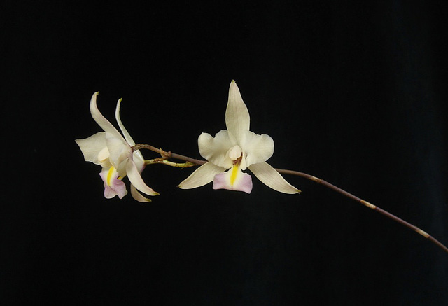 Laelia albida