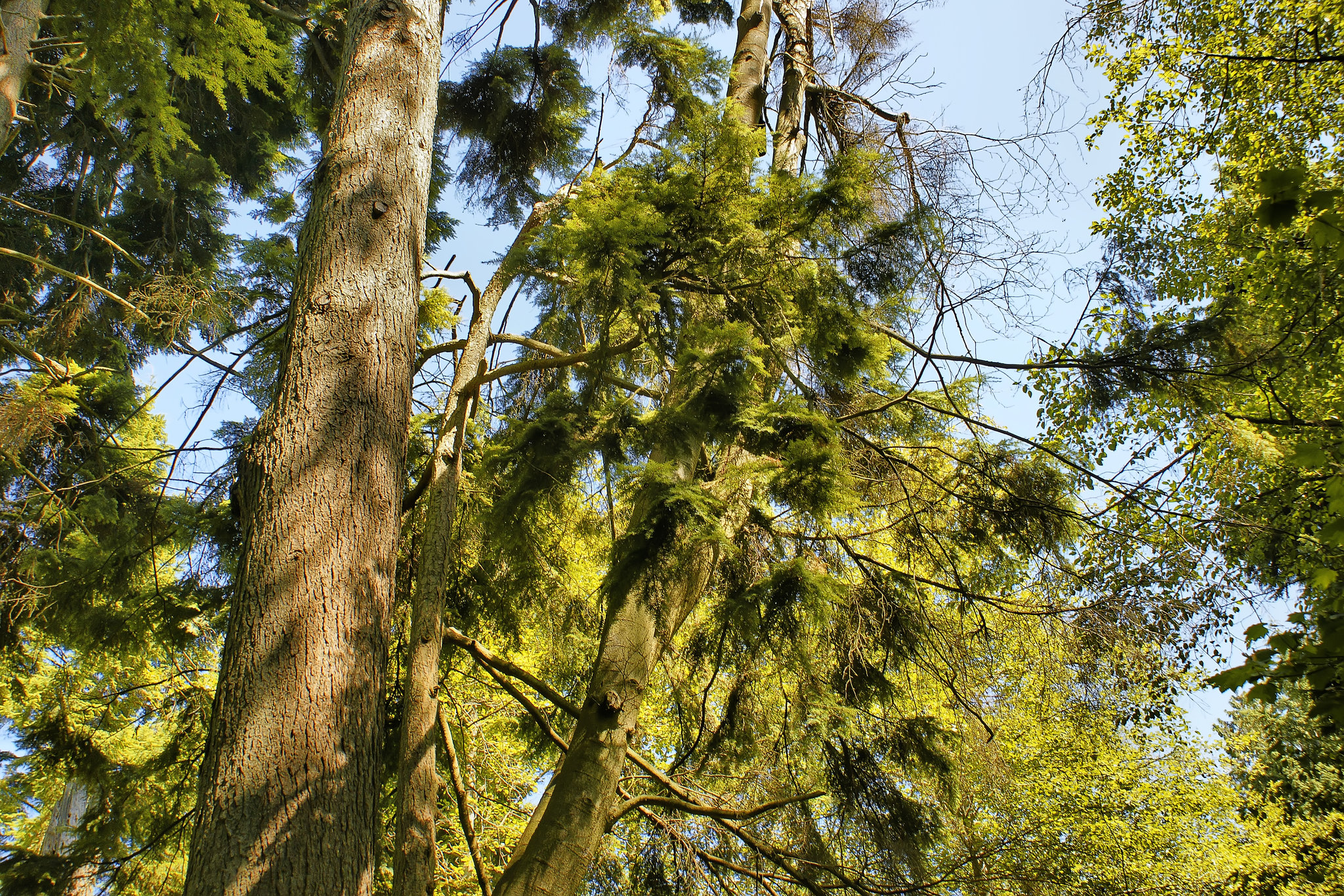 Skyline – Stanley Park, Vancouver, British Columbia