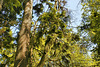 Skyline – Stanley Park, Vancouver, British Columbia