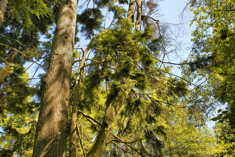 Skyline – Stanley Park, Vancouver, British Columbia