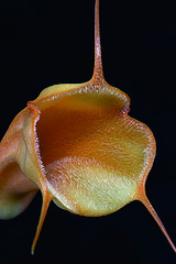 Masdevallia Maui Lollipop