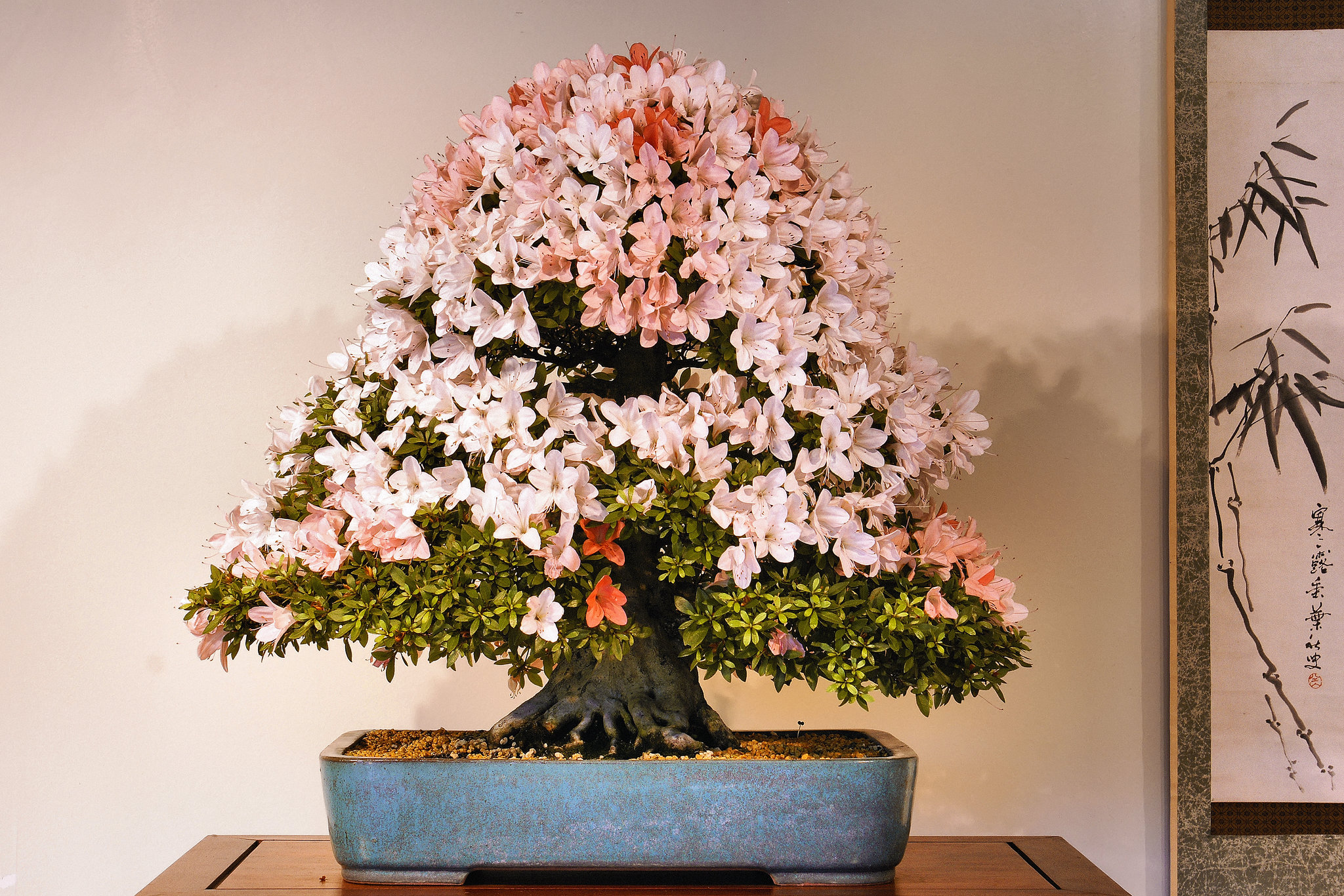 "Nikko" Bonzai Azaleas – National Arboretum, Washington DC