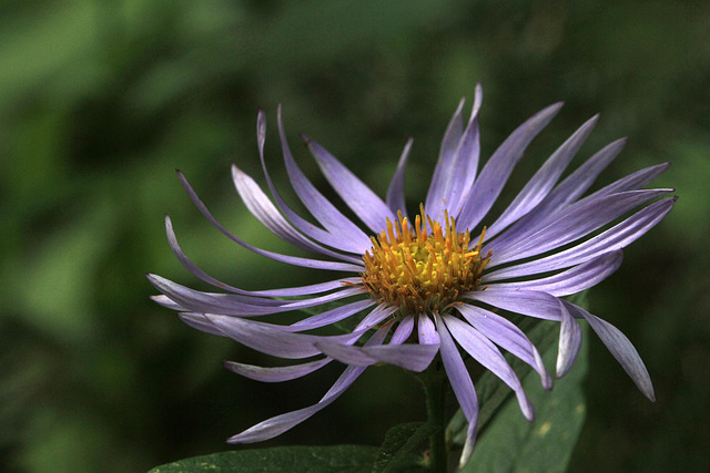 Cascade Aster