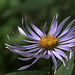 Cascade Aster