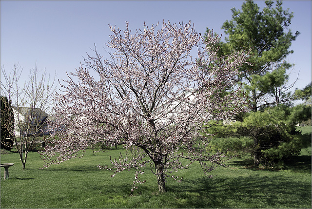 The Plum in All Its Glory