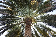 Oman 2013 – Palm