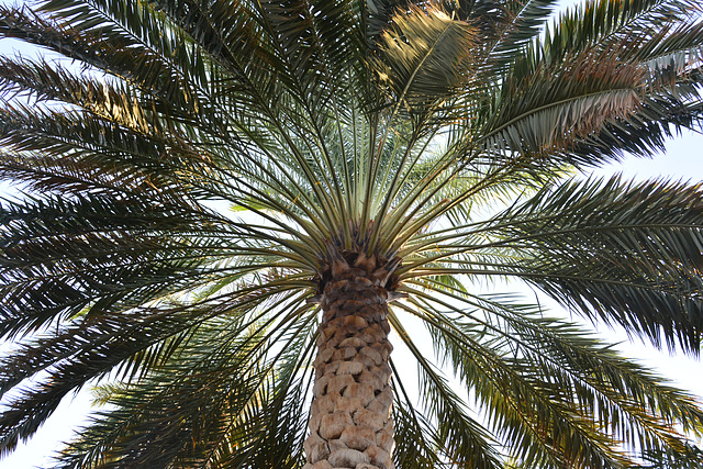 Oman 2013 – Palm