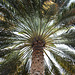 Oman 2013 – Palm