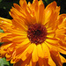 Ringelblume (Calendula officinalis)