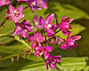 Spathoglottis "Plum Passion" – United States Botanic Garden, Washington, D.C.