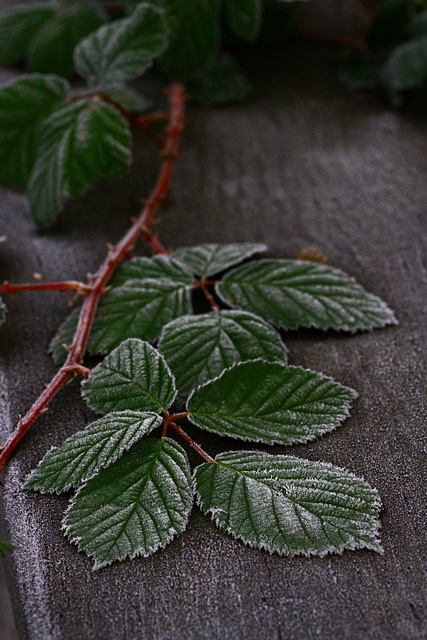 Frosted Brambles