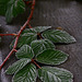 Frosted Brambles