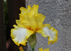 Iris jaune