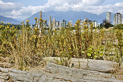 Wildflowers – Kitsilano Beach, Vancouver, British Columbia