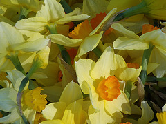 picking daffodils for Daffodil Day