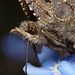 Tortoiseshell Butterfly Portrait