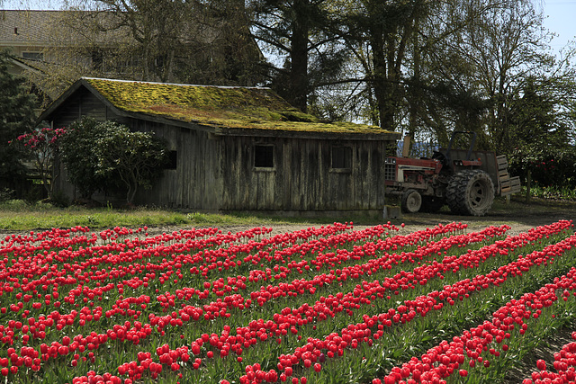 Skagit Valley Tulips