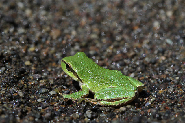 Pacific Tree Frog