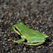 Pacific Tree Frog