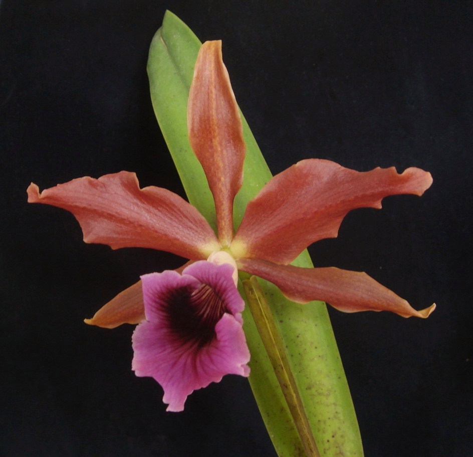 Laelia tenebrosa