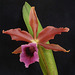 Laelia tenebrosa