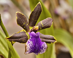Zygopetalum Hybrid – United States Botanic Garden, Washington, D.C.