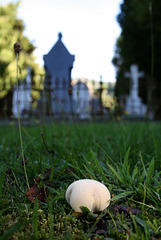 Mushroom in a cemetery
