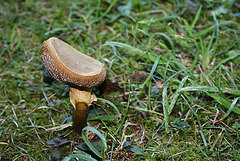 Flat-topped mushroom