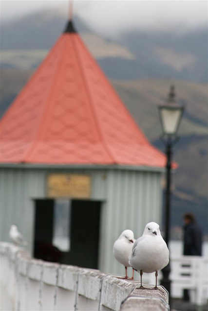 Seagulls on the jetty